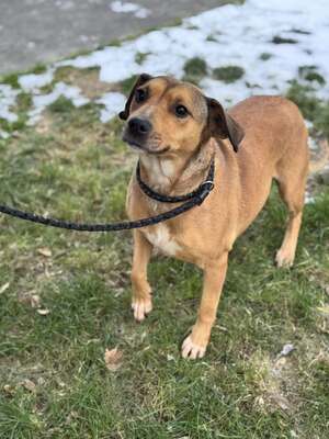 🐾 SZISZKA Hündin mit extrem lieben Charakter sucht 🐾, Mischling - Hündin