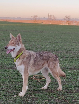 Saarloos, Saarloos-Wolfhund Welpen - Hündin
