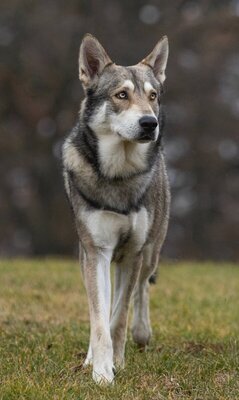 Saarloos, Saarloos-Wolfhund Welpen - Hündin 10