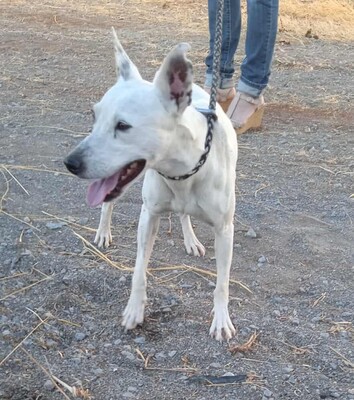 Sabina, Mischling - Rüde