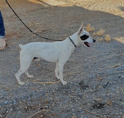 Sabina, Mischling - Rüde