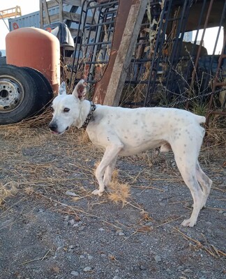 Sabina, Mischling - Rüde
