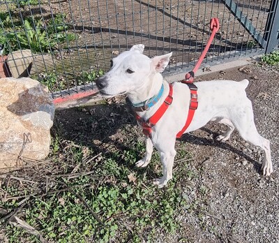 Sabina, Mischling - Rüde