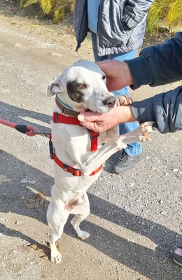 Sabina, Mischling - Rüde