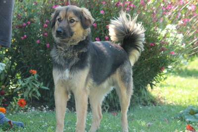 Sabo wünscht sich ein schönes zuhause..., Mischling - Rüde