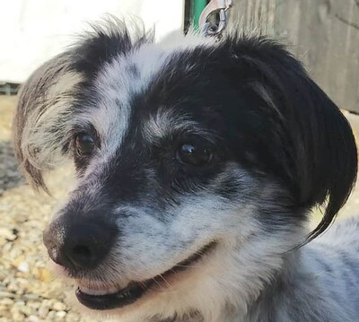 Sabrina, kleine Dame, sucht ihr eigenes Körbchen, Dackel - Hündin