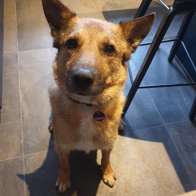 Sacalu - kinderlieb,freundl,anhängl, Mischling - Rüde