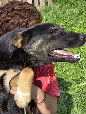 Sacha wartet auf ihr eigenes kleines Wunder, Mischling - Hündin