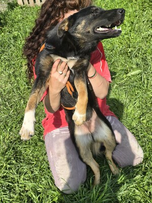 Sacha wartet auf ihr eigenes kleines Wunder, Mischling - Hündin