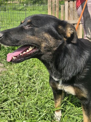 Sacha wartet auf ihr eigenes kleines Wunder, Mischling - Hündin