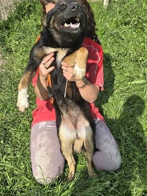 Sacha wartet auf ihr eigenes kleines Wunder, Mischling - Hündin
