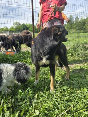 Sacha wartet auf ihr eigenes kleines Wunder, Mischling - Hündin