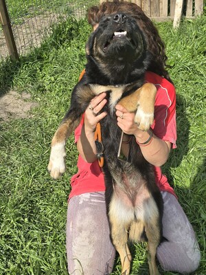 Sacha wartet auf ihr eigenes kleines Wunder, Mischling - Hündin