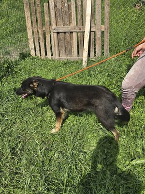 Sacha wartet auf ihr eigenes kleines Wunder, Mischling - Hündin