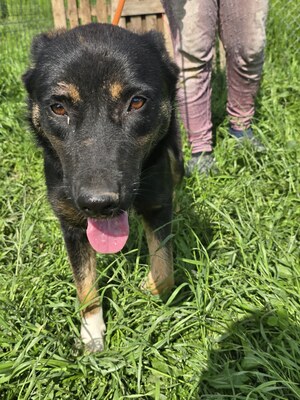 Sacha wartet auf ihr eigenes kleines Wunder, Mischling - Hündin