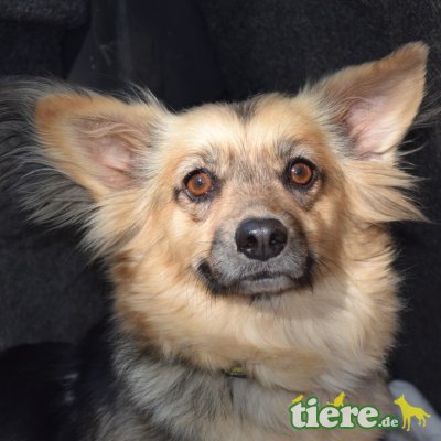 Saffi, Dackel-Mix - Hündin