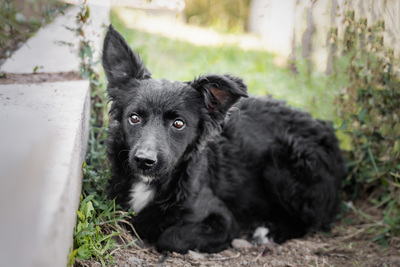 Safira - R E S E R V I E R T !!!!! verspielt, bewegungsfreudig, liebt Hunde, hat Angst vor Menschen, Mischling (Video-Link vorhanden) - Hündin