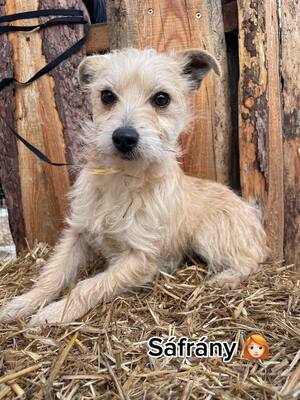 Safrany sucht warmes Körbchen, Mischling - Hündin