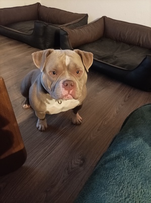 Saga, American Bully - Hündin