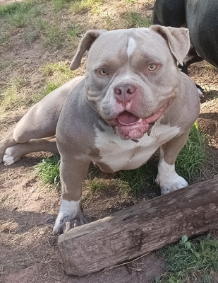 Saga, American Bully - Hündin