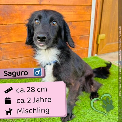 😍 Saguro Slowakei (ZM) Mischling Rüde - fröhlich und verspielt, Mischling - Rüde