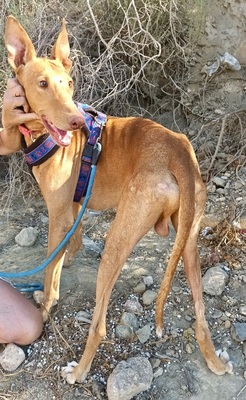 Sahbi, Galgo Espanol - Mix - Rüde