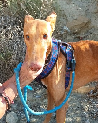 Sahbi, Galgo Espanol - Mix - Rüde
