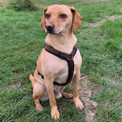 Sahm, Mischling - Rüde