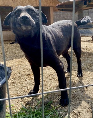 Saida, Mix - Hündin