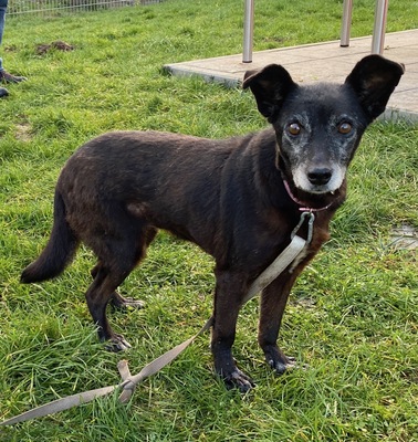 Saida, Mix - Hündin