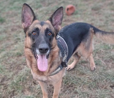 Saiko junger Deutscher Schäferhund sucht ein Zuhause, Deutscher Schäferhund - Rüde