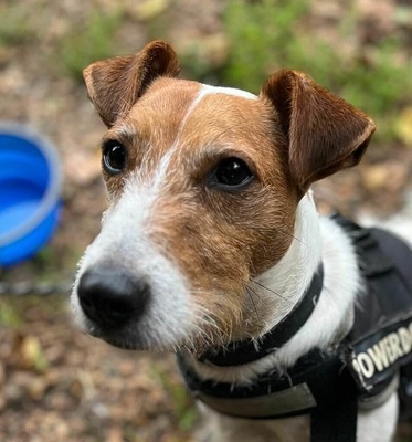 Saiko junger Jack Russell Rüde sucht seine Familie, Jack Russell - Rüde