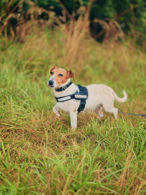 Saiko junger Jack Russell Rüde sucht seine Familie, Jack Russell - Rüde
