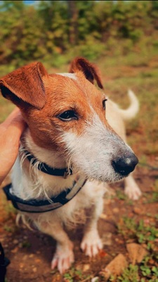 Saiko junger Jack Russell Rüde sucht seine Familie, Jack Russell - Rüde