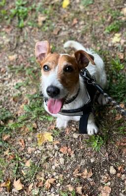 Saiko junger Jack Russell Rüde sucht seine Familie, Jack Russell - Rüde