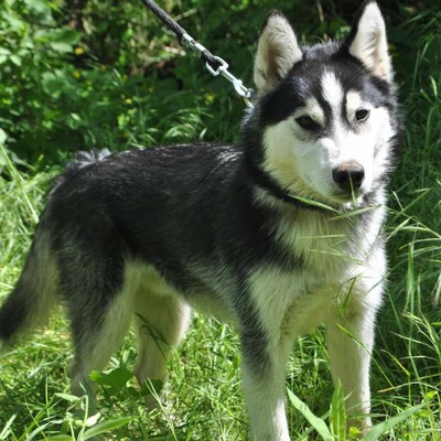 ❤️Saimon ist ein 5 Monate alter Siberian Husky der von seinem Besitzer abgegeben wurde❤️, Sibirian Husky Welpen - Rüde