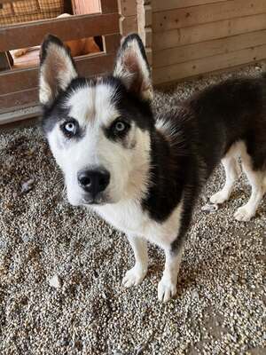 Salem, Husky - Rüde