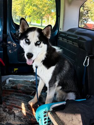 Salem, Husky - Rüde