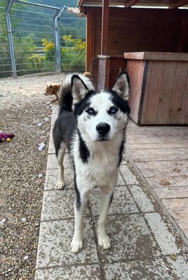 Salem, Husky - Rüde