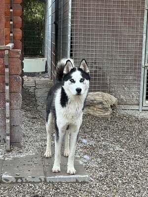 Salem, Husky - Rüde
