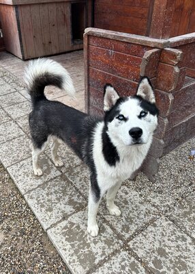 Salem, Husky - Rüde