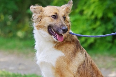 Sally, Border Collie Mischling - Hündin