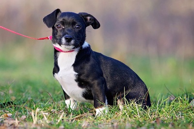 Sally, Mischling Welpen - Hündin