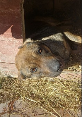Sally ist eine Hündin, die trotz allem an das Gute glaubt.