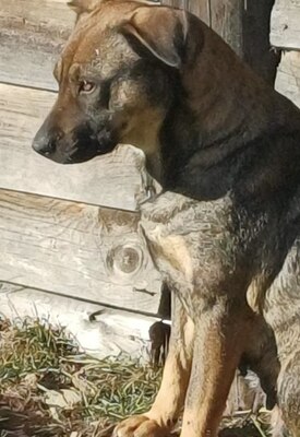 Sally ist eine Hündin, die trotz allem an das Gute glaubt., Mischling - Hündin