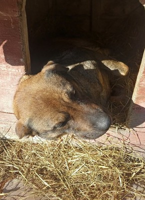 Sally ist eine Hündin, die trotz allem an das Gute glaubt., Mischling - Hündin