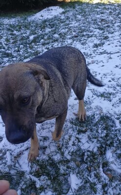 Sally ist eine Hündin, die trotz allem an das Gute glaubt., Mischling - Hündin