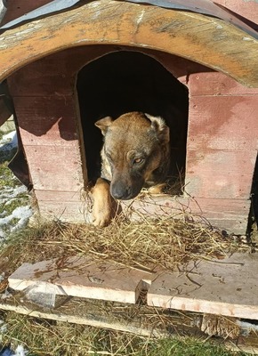 Sally ist eine Hündin, die trotz allem an das Gute glaubt., Mischling - Hündin