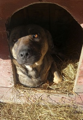 Sally ist eine Hündin, die trotz allem an das Gute glaubt., Mischling - Hündin