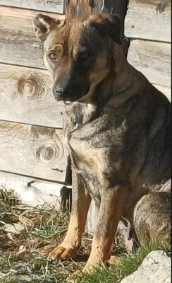 Sally ist eine Hündin, die trotz allem an das Gute glaubt., Mischling - Hündin